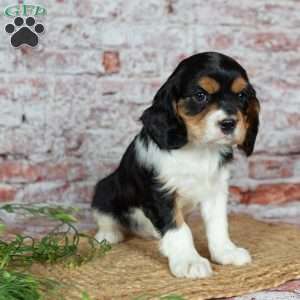 Heidi, Cavalier King Charles Spaniel Puppy